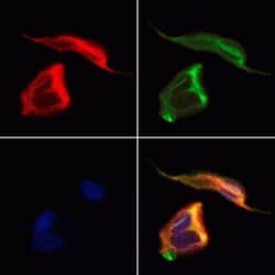 Invitrogen CRMP5 Polyclonal Antibody 100 &mu;L; Unconjugated:Antibodies,