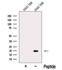 Invitrogen MTFP1 Polyclonal Antibody 100 &mu;L; Unconjugated:Antibodies,