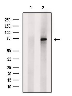 Invitrogen SLC5A5 Polyclonal Antibody 100 &mu;L | Buy Online | Invitrogen&trade; | Fisher Scientific