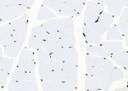 Invitrogen APITD1 Polyclonal Antibody 100 &mu;L; Unconjugated:Antibodies,