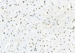 Invitrogen APITD1 Polyclonal Antibody 100 &mu;L; Unconjugated:Antibodies,