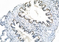 Invitrogen APITD1 Polyclonal Antibody 100 &mu;L; Unconjugated:Antibodies,