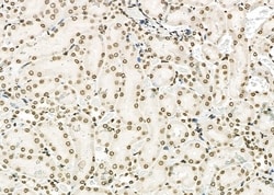 Invitrogen APITD1 Polyclonal Antibody 100 &mu;L; Unconjugated:Antibodies,