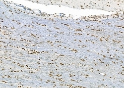 Invitrogen APITD1 Polyclonal Antibody 100 &mu;L; Unconjugated:Antibodies,