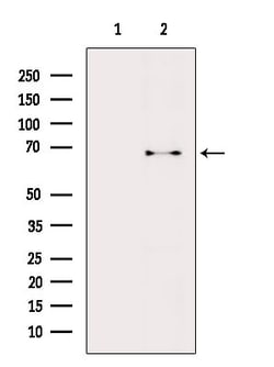 Invitrogen TAF1B Polyclonal Antibody 100 &mu;L | Buy Online | Invitrogen&trade; | Fisher Scientific