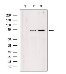 Invitrogen TAF1B Polyclonal Antibody 100 &mu;L | Buy Online | Invitrogen&trade; | Fisher Scientific