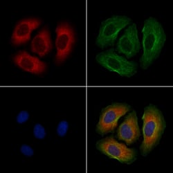 Invitrogen GPR77 Polyclonal Antibody 100 &mu;L; Unconjugated:Antibodies,