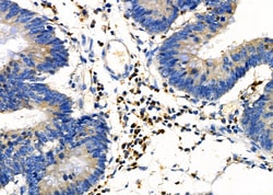 Invitrogen HOXC6 Polyclonal Antibody 100 &mu;L; Unconjugated:Antibodies,