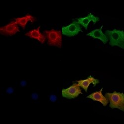 Invitrogen MOB3B Polyclonal Antibody 100 &mu;L; Unconjugated:Antibodies,