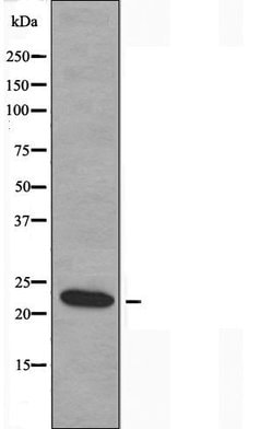 Invitrogen MOB3B Polyclonal Antibody 100 &mu;L; Unconjugated:Antibodies,