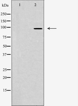 Invitrogen JAKMIP2 Polyclonal Antibody 100 &mu;L; Unconjugated:Antibodies,