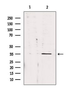 Invitrogen CA13 Polyclonal Antibody 100 &mu;L; Unconjugated:Antibodies,