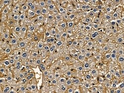 Invitrogen NKp30 Polyclonal Antibody 100 &mu;L; Unconjugated:Antibodies,