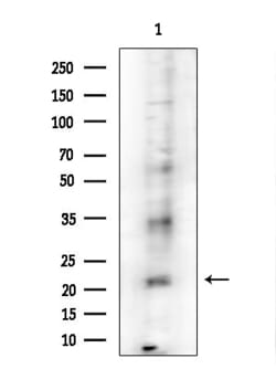 PRSS33 Polyclonal Antibody:Antibodies, Polyclonal