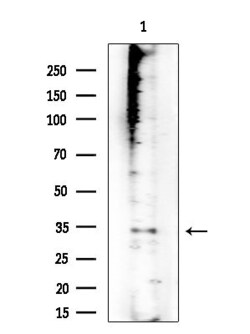 PRSS33 Polyclonal Antibody:Antibodies, Polyclonal