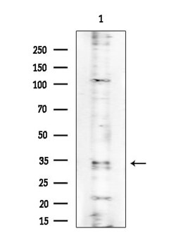 PRSS33 Polyclonal Antibody:Antibodies, Polyclonal
