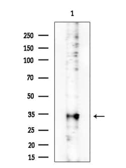 PRSS33 Polyclonal Antibody:Antibodies, Polyclonal
