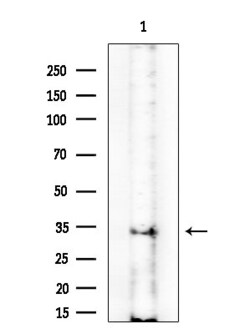 PRSS33 Polyclonal Antibody:Antibodies, Polyclonal