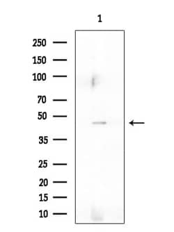 Invitrogen SIRP gamma Polyclonal Antibody 100 &mu;L | Buy Online | Invitrogen&trade; | Fisher Scientific
