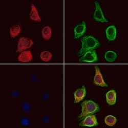 Invitrogen D4 Dopamine Receptor Polyclonal Antibody 100 &mu;L; Unconjugated:Antibodies,