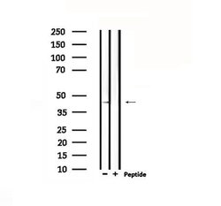 Invitrogen D4 Dopamine Receptor Polyclonal Antibody 100 &mu;L; Unconjugated:Antibodies,
