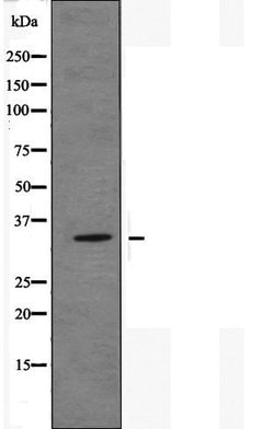 Invitrogen PSGR Polyclonal Antibody 100 &mu;L; Unconjugated:Antibodies,
