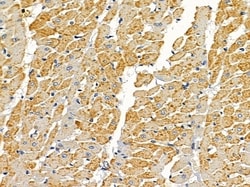 Invitrogen OR2AG1/OR2AG2 Polyclonal Antibody 100 &mu;L; Unconjugated:Antibodies,