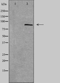 Invitrogen SMO Polyclonal Antibody 100 &mu;L; Unconjugated:Antibodies,