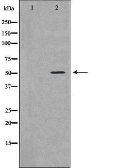 Invitrogen Bcl-rambo Polyclonal Antibody 100 &mu;L; Unconjugated:Antibodies,