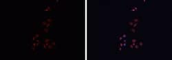 Invitrogen HLA-DRA Polyclonal Antibody 100 &mu;L; Unconjugated:Antibodies,