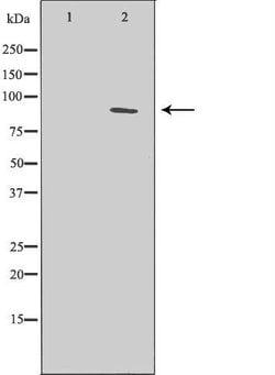 Invitrogen XPB Polyclonal Antibody 100 &mu;L; Unconjugated:Antibodies,