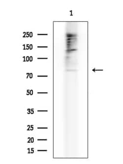 Invitrogen ABCG8 Polyclonal Antibody 100 &mu;L; Unconjugated:Antibodies,