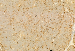 Invitrogen AOC3 Polyclonal Antibody 100 &mu;L; Unconjugated:Antibodies,