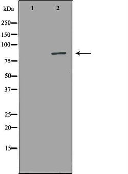 Invitrogen AOC3 Polyclonal Antibody 100 &mu;L; Unconjugated:Antibodies,
