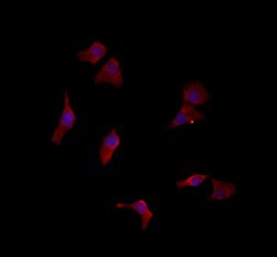 Invitrogen LETMD1 Polyclonal Antibody 100 &mu;L; Unconjugated:Antibodies,