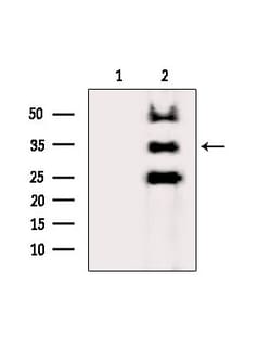 Invitrogen AZGP1 Polyclonal Antibody 100 &mu;L; Unconjugated:Antibodies,