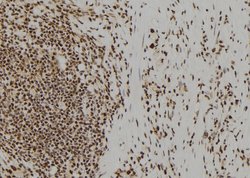 Invitrogen UROD Polyclonal Antibody 100 &mu;L; Unconjugated:Antibodies,
