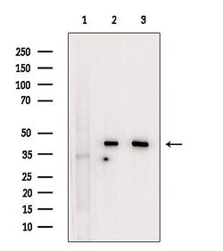 Invitrogen UROD Polyclonal Antibody 100 &mu;L; Unconjugated:Antibodies,