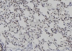 Invitrogen T-bet Polyclonal Antibody 100 &mu;L; Unconjugated:Antibodies,