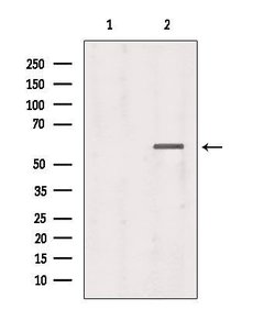 Invitrogen T-bet Polyclonal Antibody 100 &mu;L; Unconjugated:Antibodies,