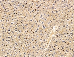 Invitrogen MSP Polyclonal Antibody 100 &mu;L; Unconjugated:Antibodies,