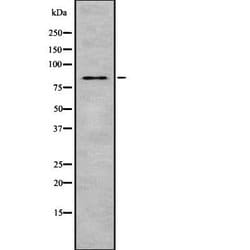 Invitrogen MSP Polyclonal Antibody 100 &mu;L; Unconjugated:Antibodies,