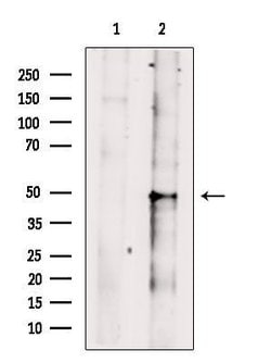 Invitrogen BAF53B Polyclonal Antibody 100 &mu;L; Unconjugated:Antibodies,