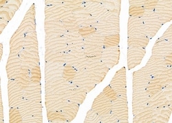 Invitrogen GNG13 Polyclonal Antibody 100 &mu;L; Unconjugated:Antibodies,