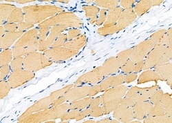 Invitrogen GNG13 Polyclonal Antibody 100 &mu;L; Unconjugated:Antibodies,