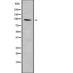Invitrogen LRP12 Isoform A Precursor Polyclonal Antibody 100 &mu;L; Unconjugated:Antibodies,
