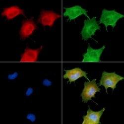 Invitrogen LRP12 Isoform A Precursor Polyclonal Antibody 100 &mu;L; Unconjugated:Antibodies,