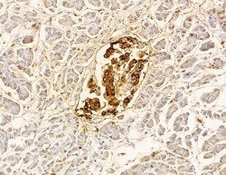 Invitrogen LRP12 Isoform A Precursor Polyclonal Antibody 100 &mu;L; Unconjugated:Antibodies,