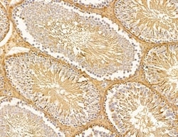 Invitrogen LRP12 Isoform A Precursor Polyclonal Antibody 100 &mu;L; Unconjugated:Antibodies,