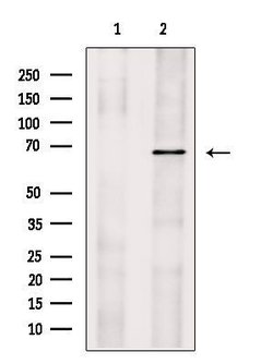 Invitrogen SLC22A4 Polyclonal Antibody 100 &mu;L; Unconjugated:Antibodies,
